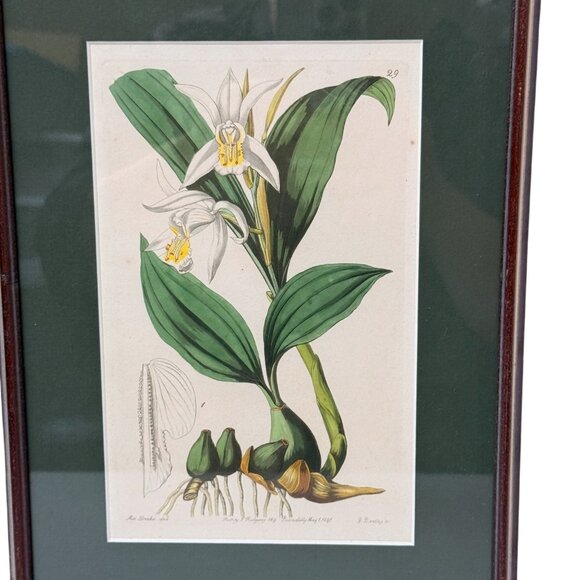 Framed Botanical Print Vintage Art Print 12.25" High White Flower - Picture 2 of 15